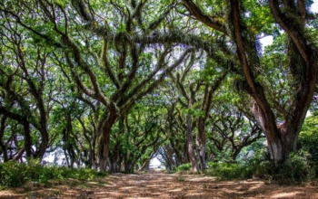 East Java Intro 6 Days