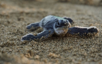 Sea Turtle Expedition