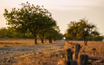Open Trip Baluran National Park 