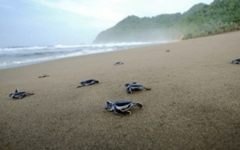 Sea Turtle Expedition