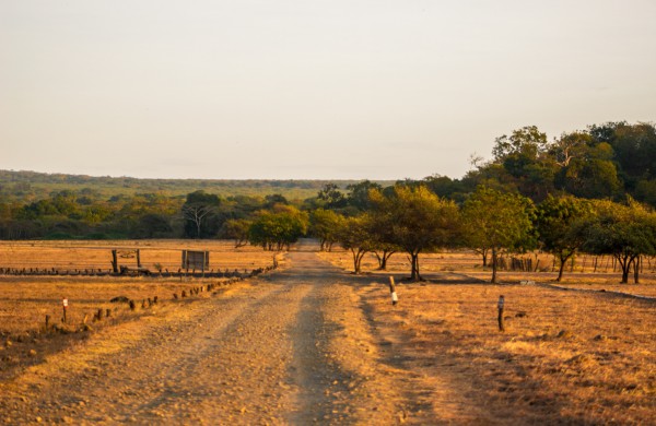 Parc national Baluran et forêt Djawatan
