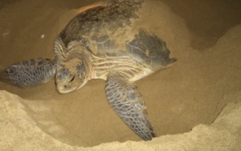 Bromo Ijen Sukamade Tour from Bali: Volcanoes, Blue Fire & Turtles