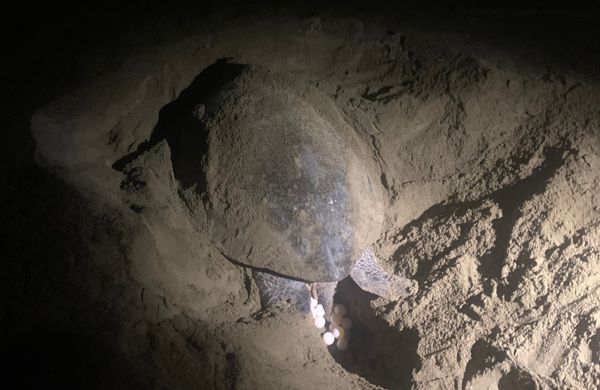 Witnessing History Unfold