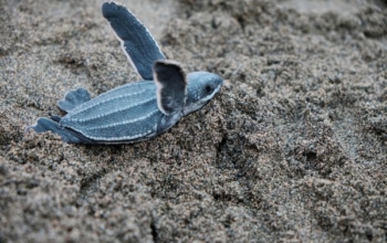 Budget Sukamade Kawah Ijen from Bali