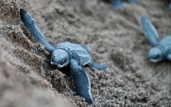 Ijen Bromo Sukamade Sewu