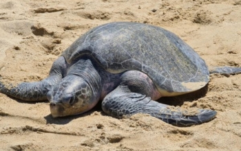 Sukamade Ijen Bromo Sewu Waterfall