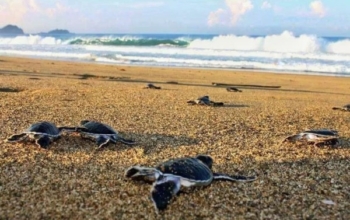 Plage des Tortues Sukamade