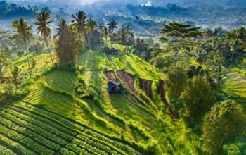 Ubud Bali Reiseführer