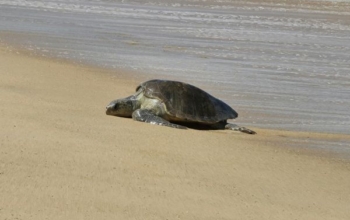 Kawah Ijen Sukamade pas cher